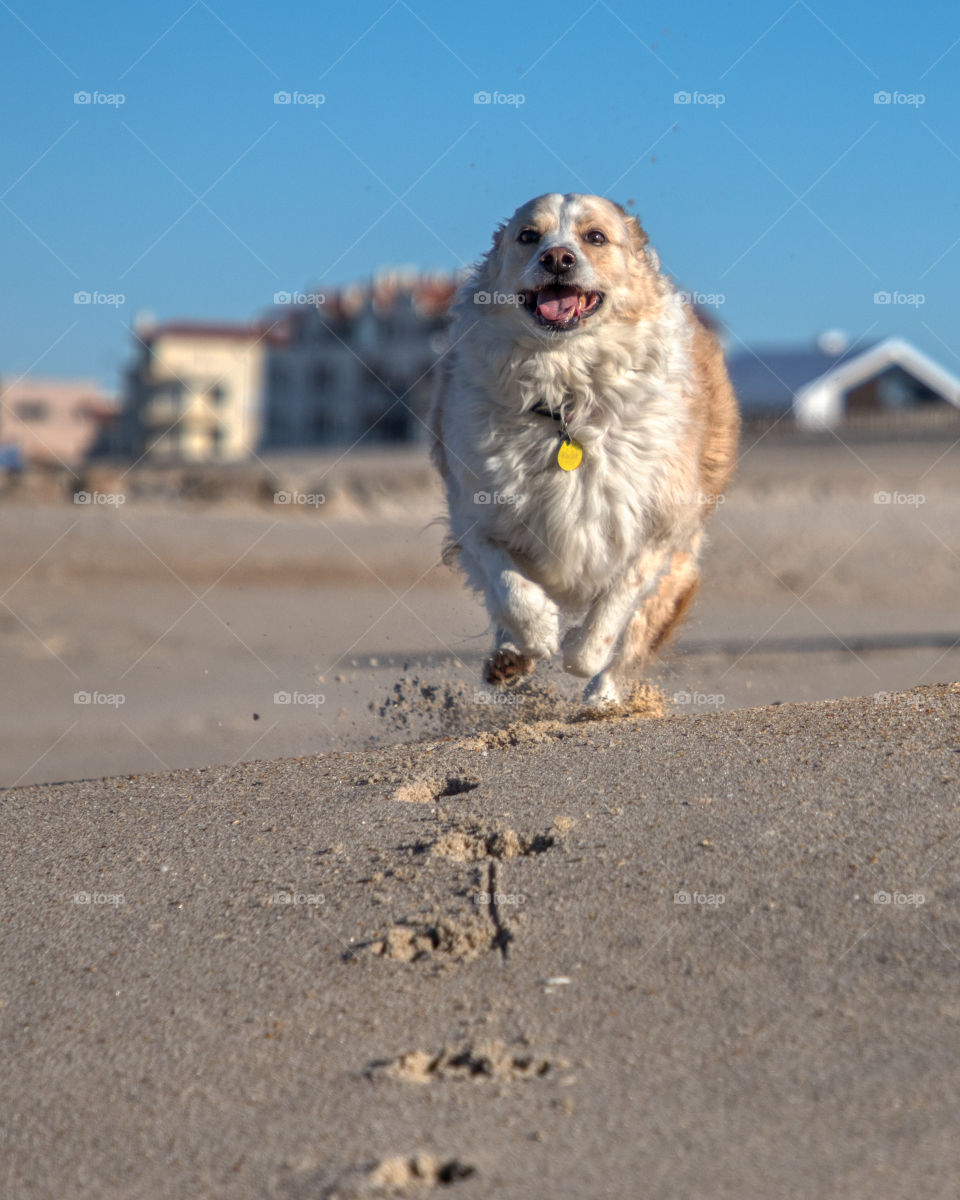Blonde border collie mix running towards the camera on a sandy beach with a bright blue sky