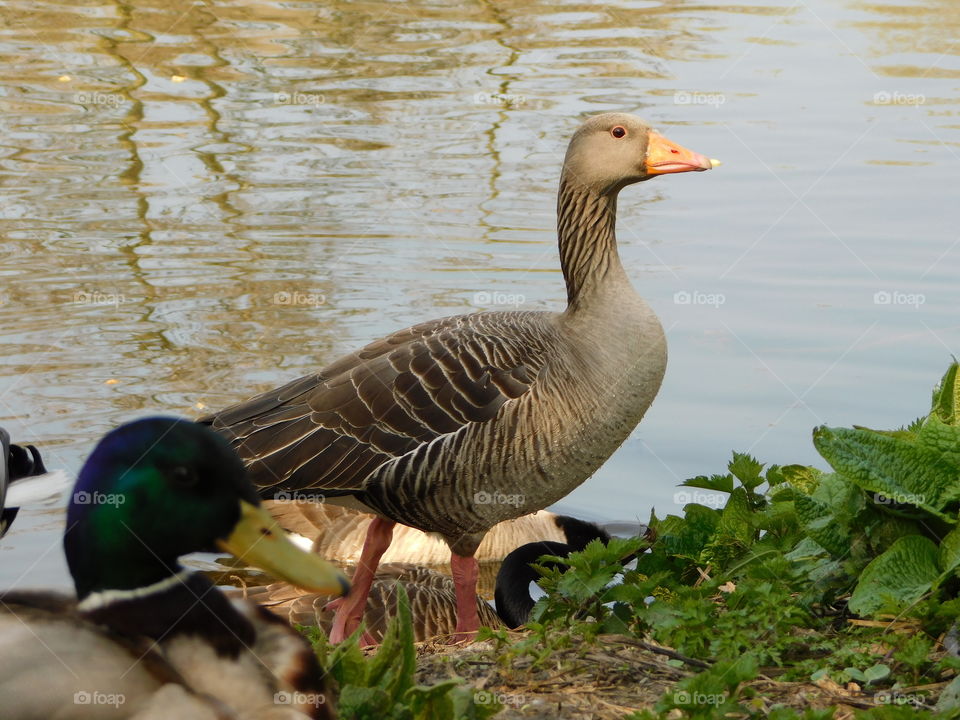Toulouse Goose by a Lake
