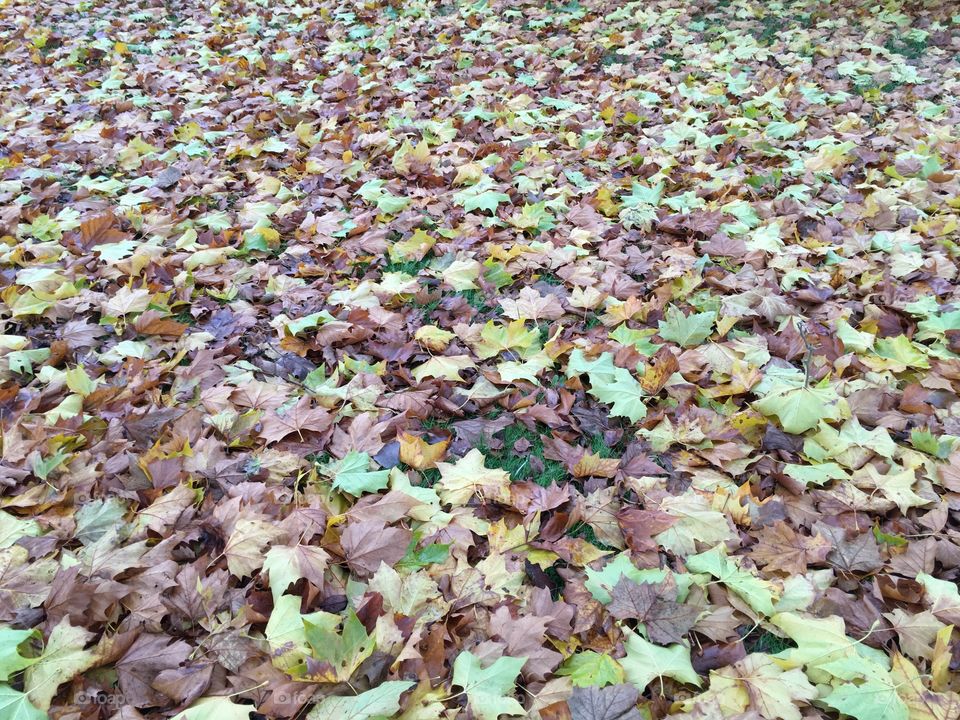 Fallen leaves