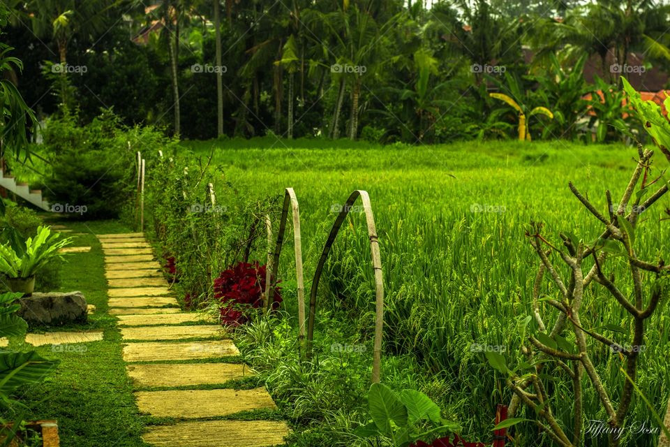 Rice fields . Bali rice fields 