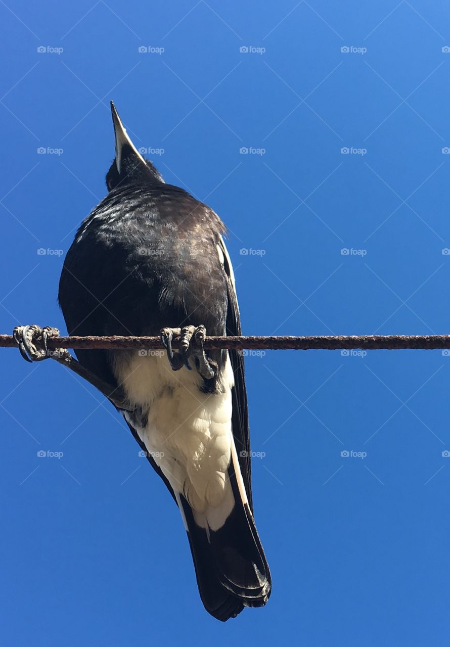 Female Australian Magpie bird perched sitting on a cable wire against vivid clear blue sky backdrop, copy space minimalism, concept wildlife, native, animals, intelligence, freedom and majesty 