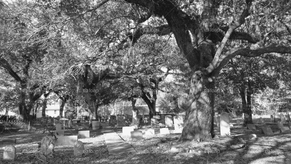 Tree, Monochrome, No Person, People, Outdoors