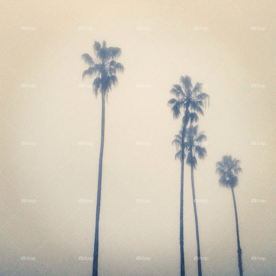 Foggy Santa Barbara palm trees