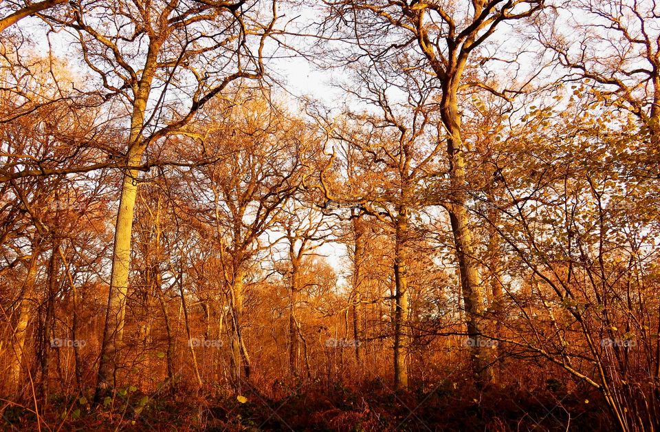 magical forest in Marchiennes North of France