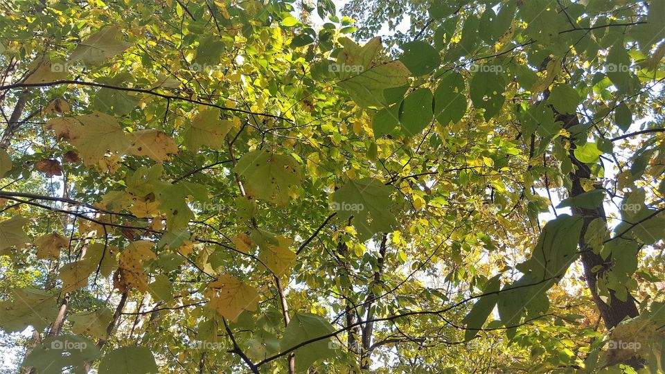 Leaf, Nature, Tree, Fall, Fair Weather