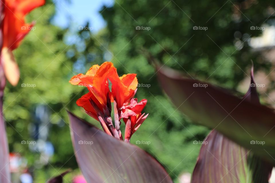 Close-up of red flower