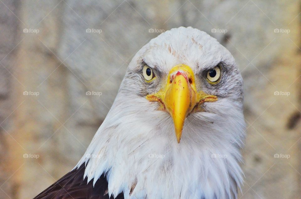 A closeup shot of an eagle giving me a pose.