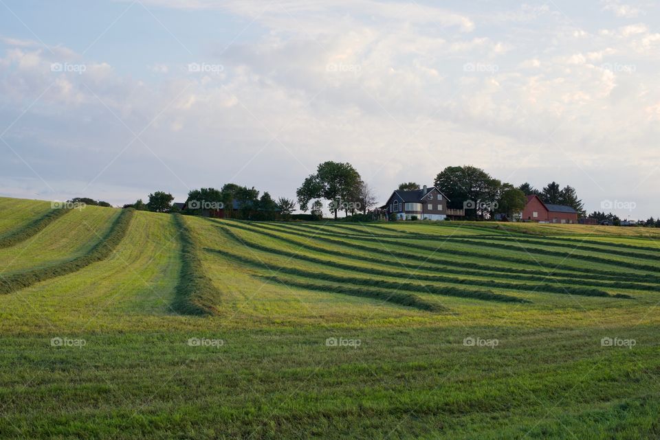 Rows of fresh cut grass . Fresh cut grass on a field, Stavanger, Norway. Norwegian farm landscape.
