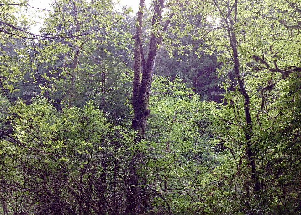 Prairie creek redwoods state park