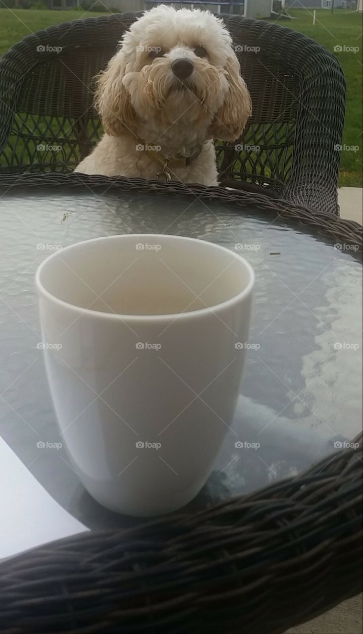 coffee and conversation with my fluffy friend