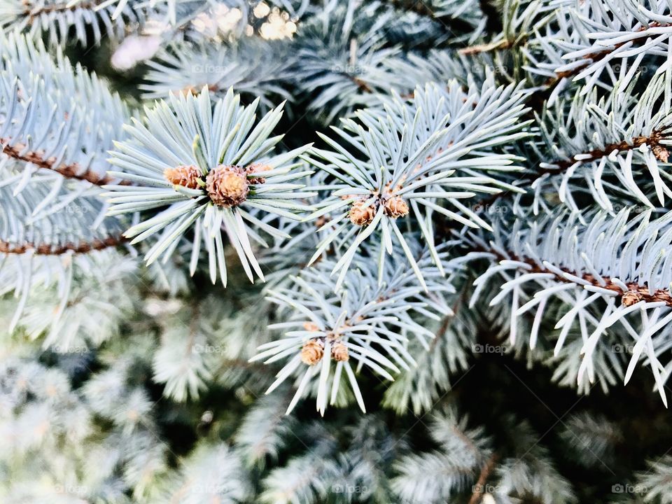 Closeup photo of pine tree branch tip with rest of tree blurred out in background. 