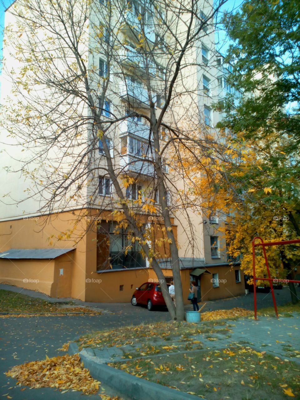 Fall, Tree, No Person, Leaf, Landscape