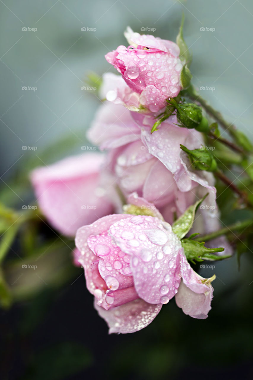 Raindrops on the roses