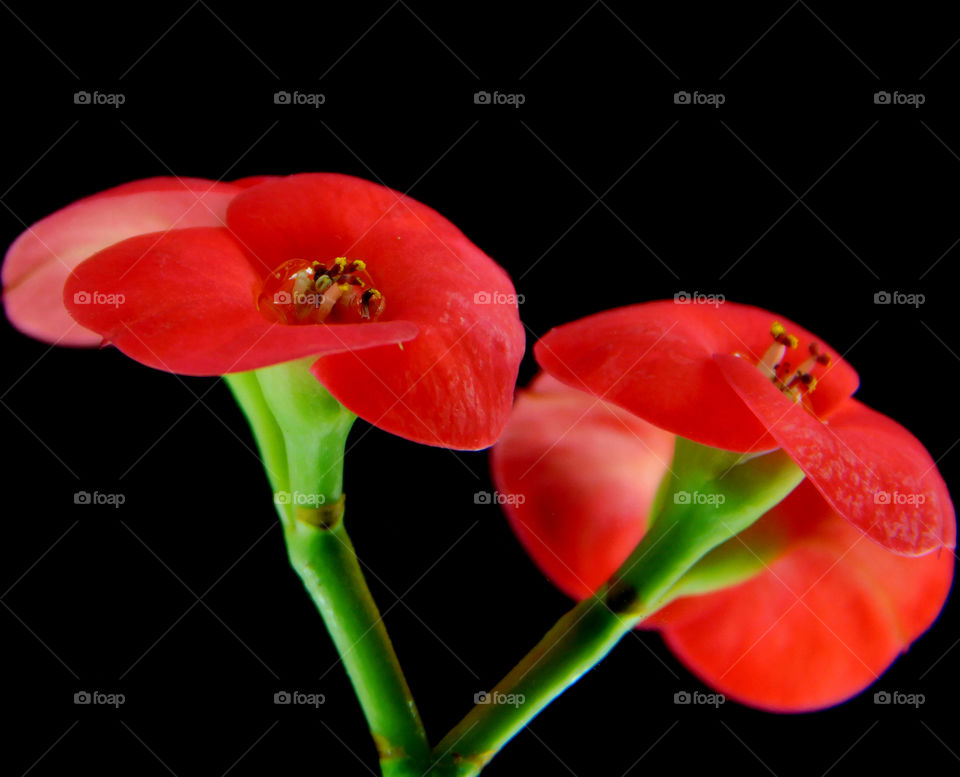 Marco photography: It's all about getting down and getting dirty. There is nothing more satisfying than to make a object such as an insect, rock, or flower into a Macro photograph!