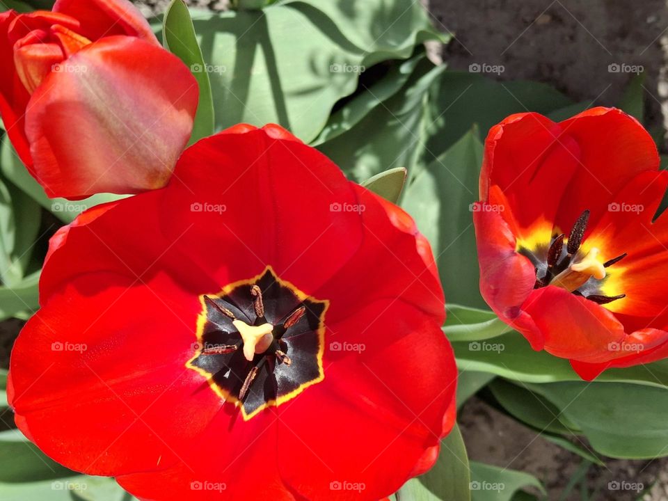 an open red bud of a garden tulip with bright green leaves reflecting the contrast of complementary colors in nature