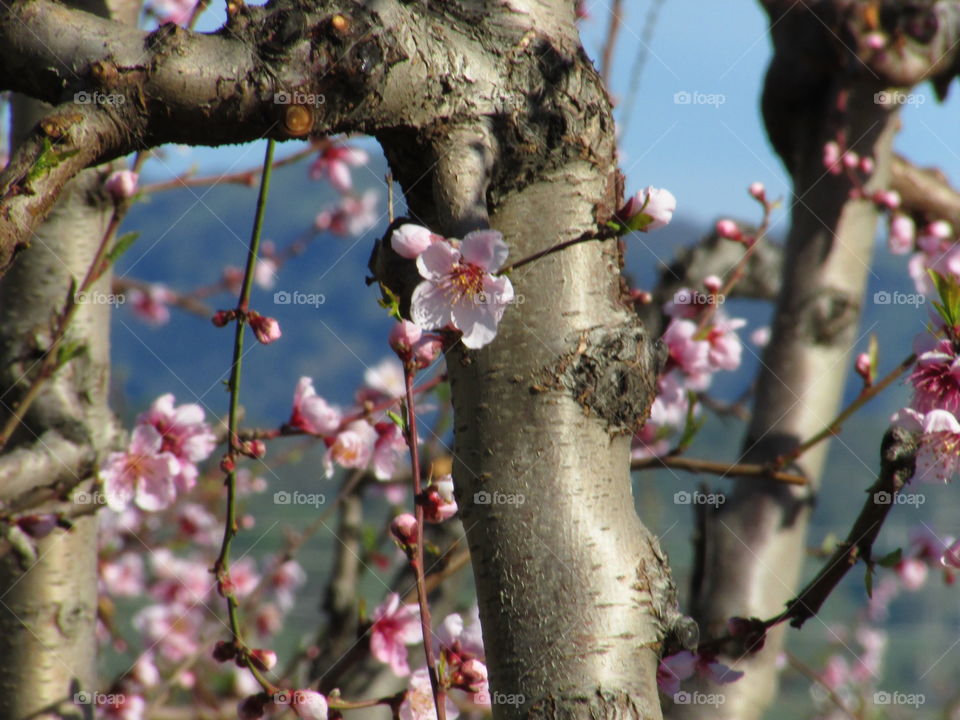 tree blossom