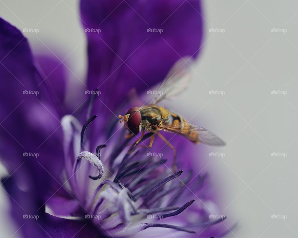 Hoverfly on purple flower