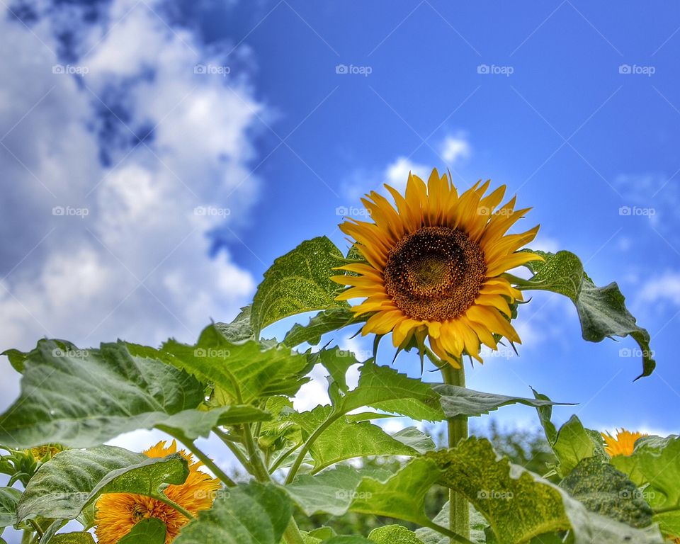 Sunflower 