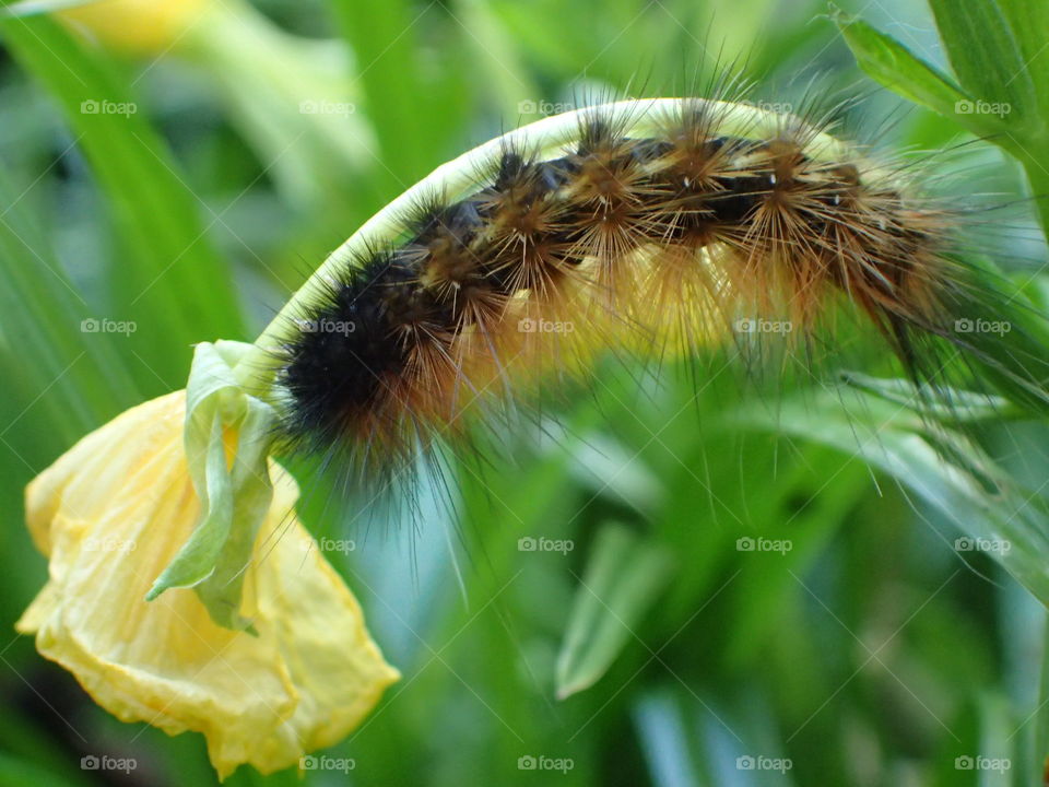 Caterpillar under Primrose 