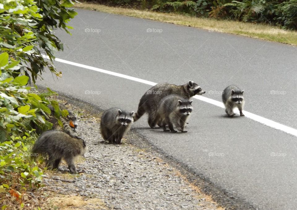 Raccoons on the road