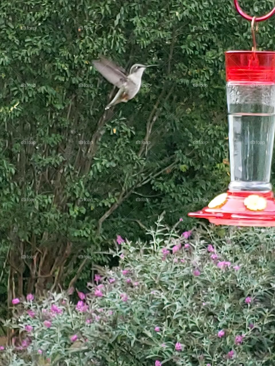 Beautiful hummingbird