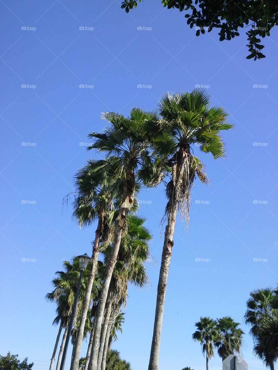 Palm Trees, Blue Skies 