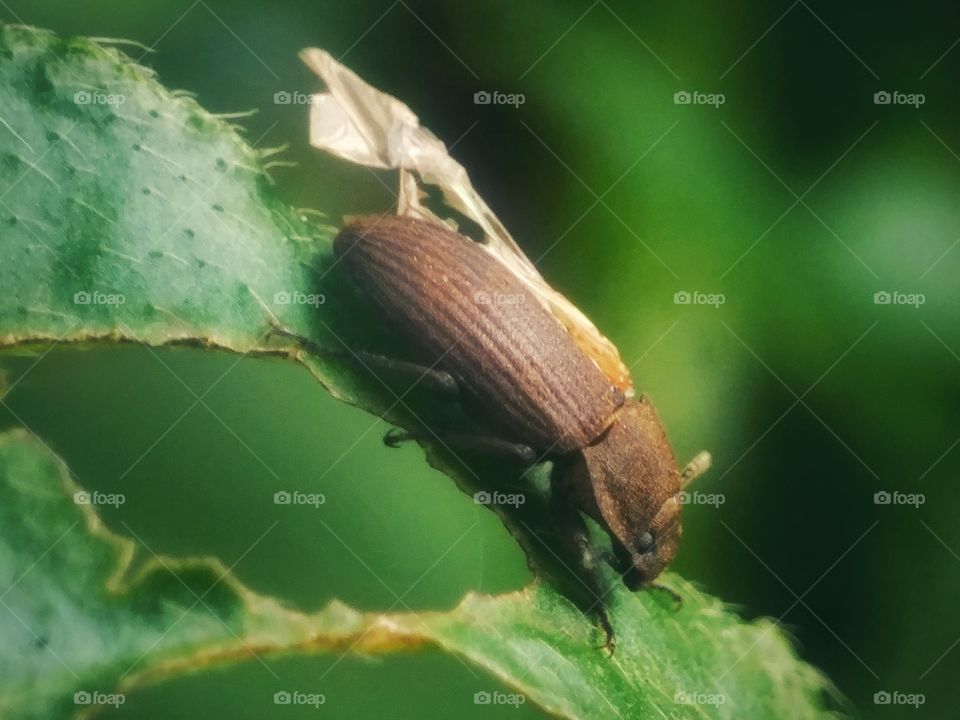 insect makro wildlife