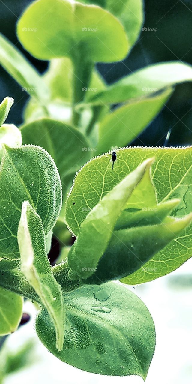 an insect on the leaf