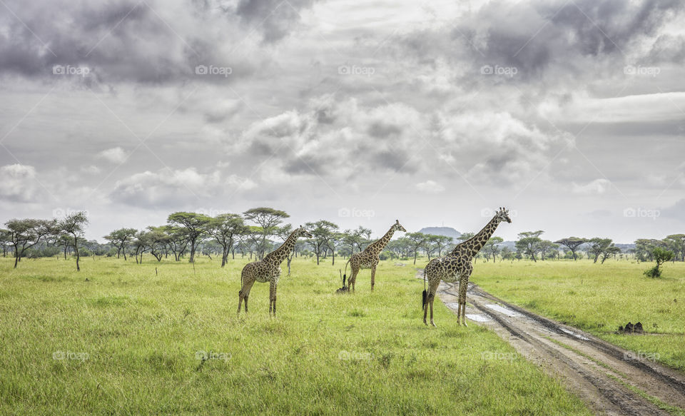 Three giraffes walking in Serengeti National Park in Tanzania 