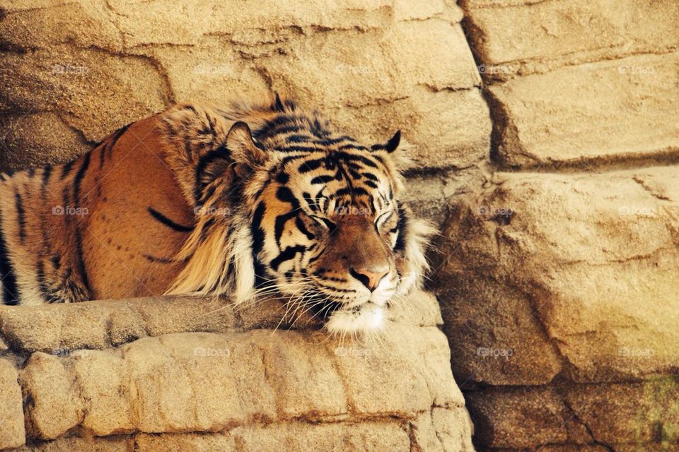 Sleeping tiger.