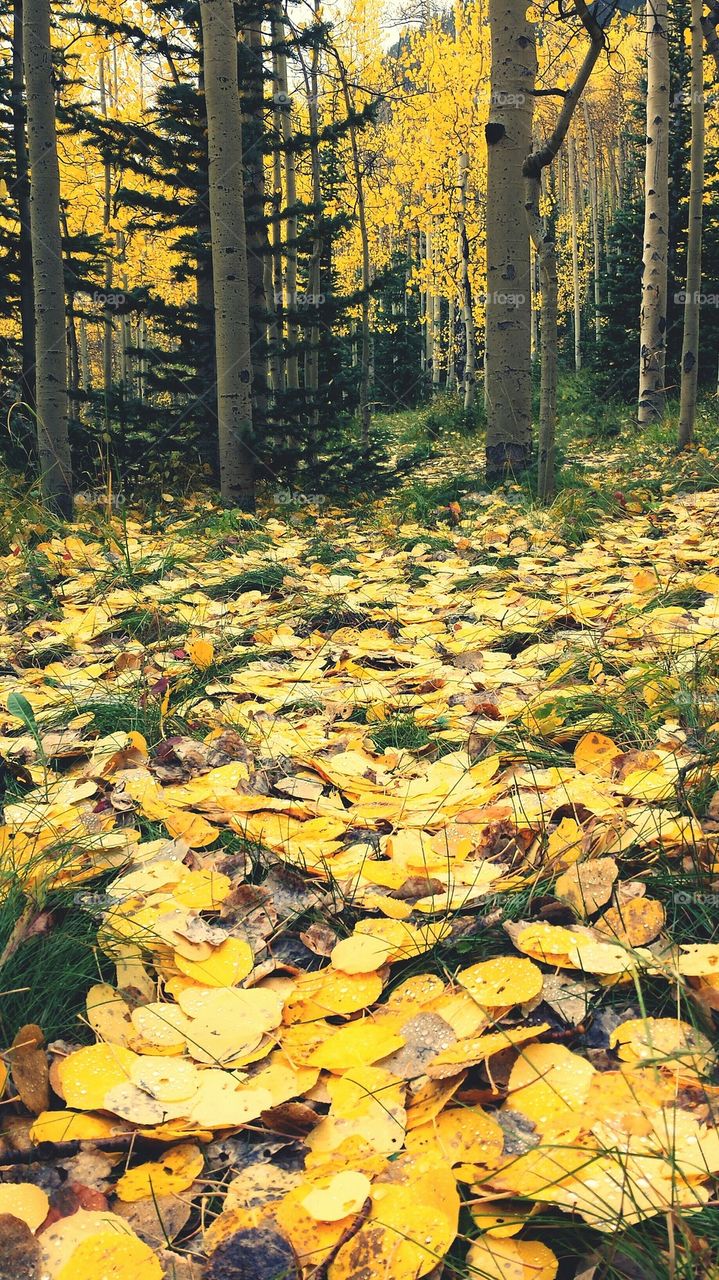 Autumn Floor