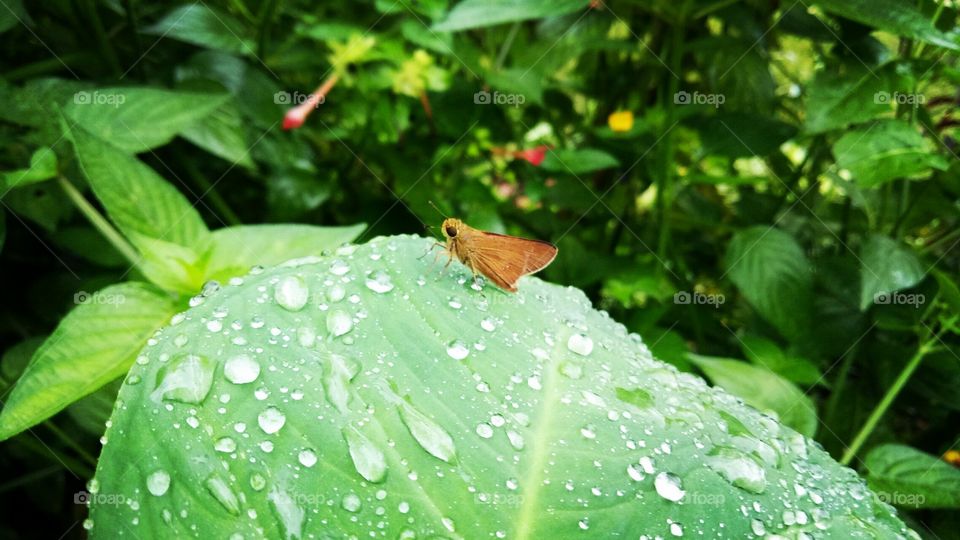 insects and flower