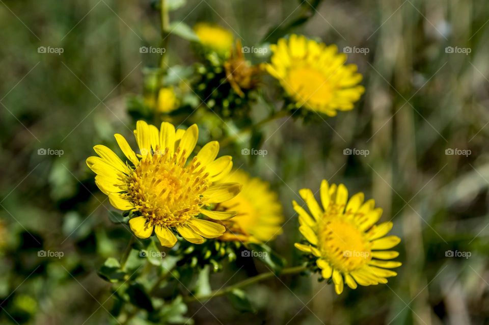 Grindelia (lat. Grindélia) is a herbaceous plant of the Asteraceae family.