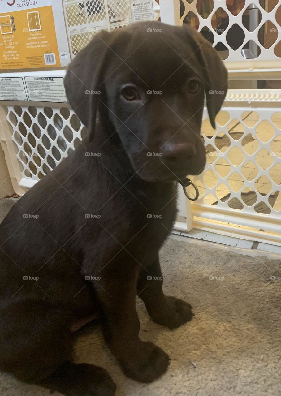 Labrador retriever puppy 