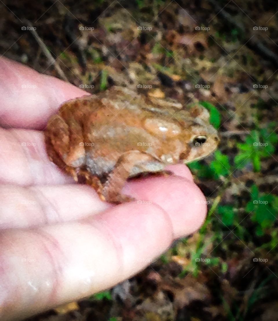 The sense of touch ( creatures great and small ) toad