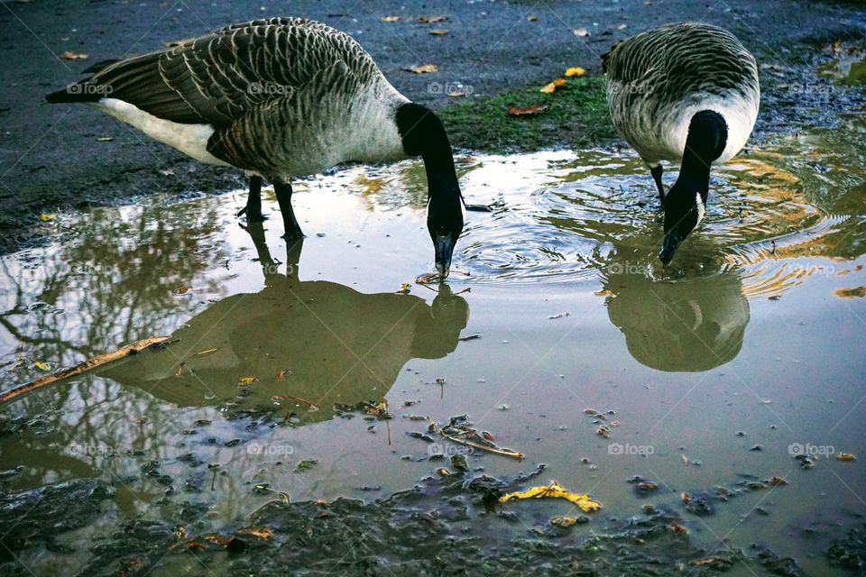 Two ducks enjoying a drink from a muddy puddle … it was crystal clear but this pair chased away small ducks to have the puddle all to themselves  🦆🦆