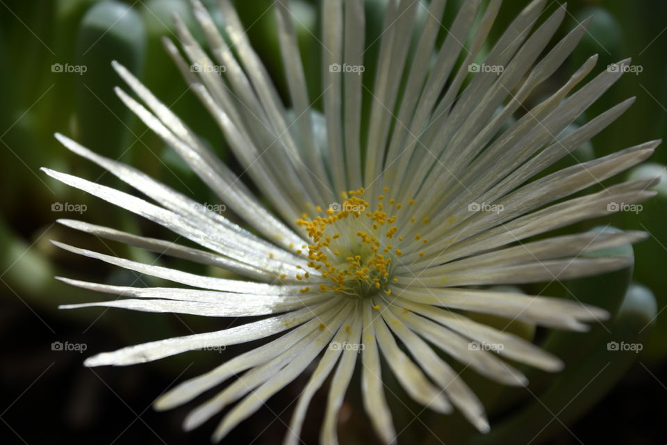 baby toes succulent flower