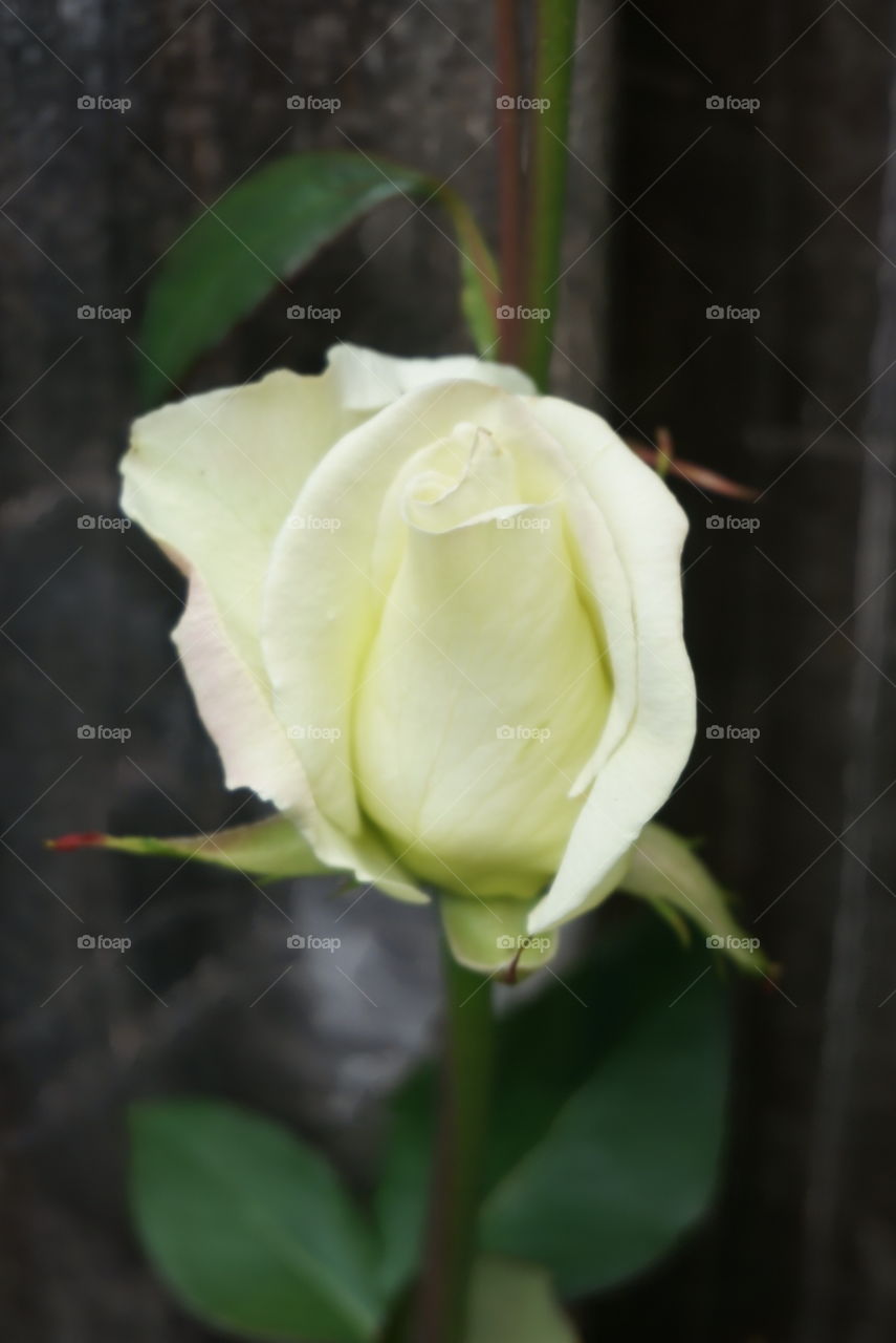 Rose. White Rose