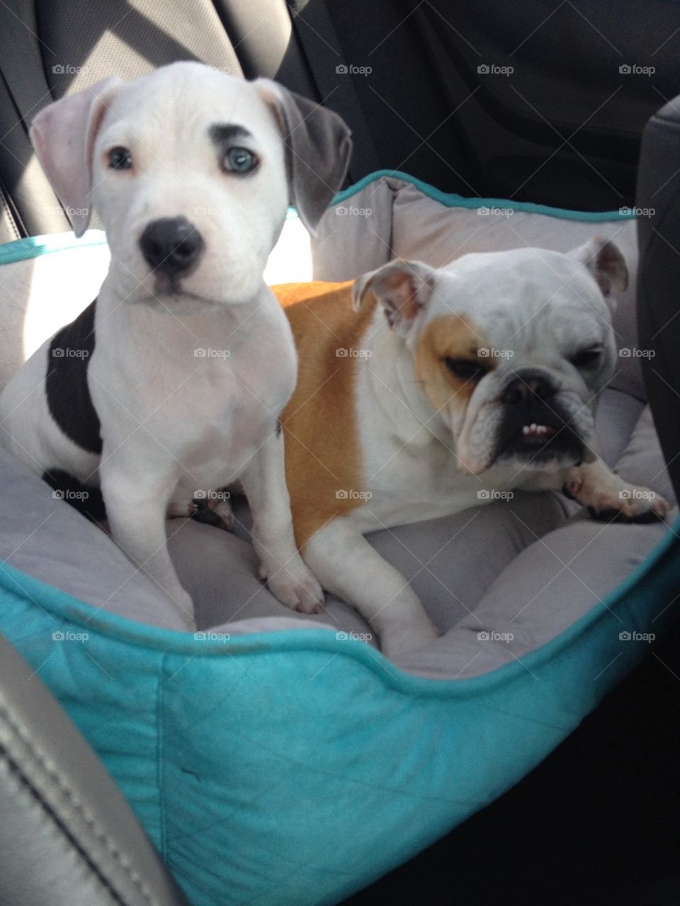 Car pups