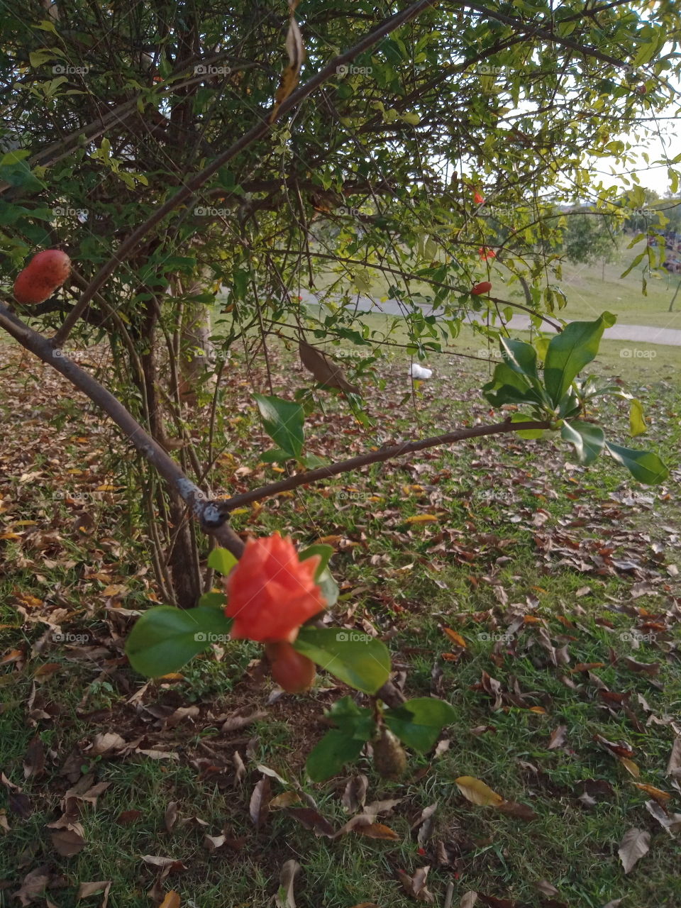 O Encanto das flores