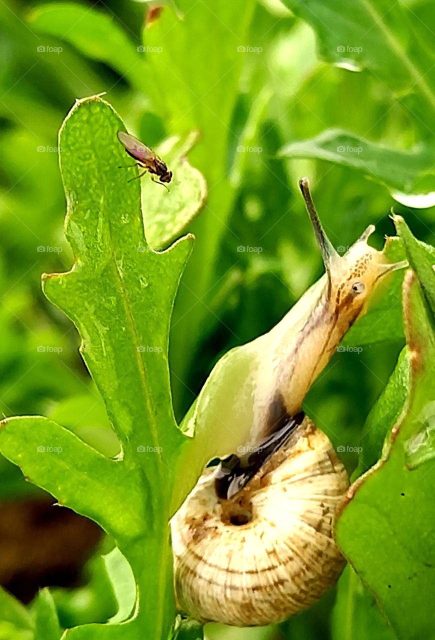 snail on rocket salad