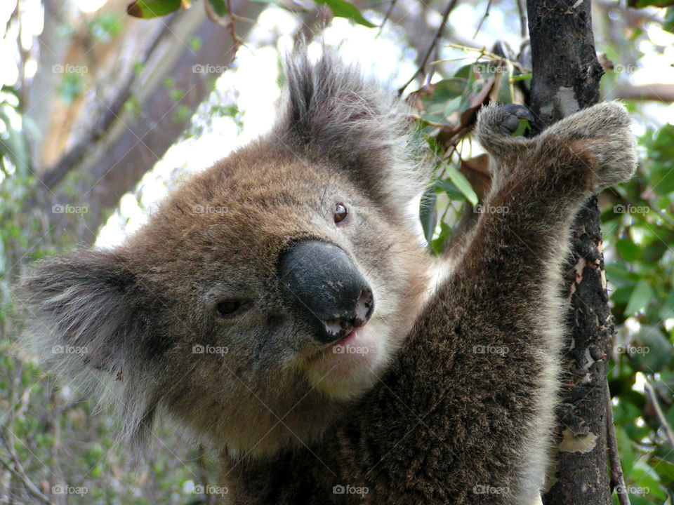 Koala stare