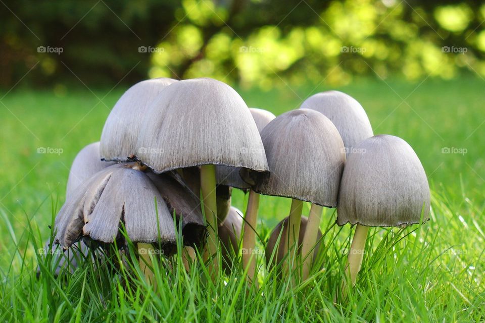 Mushrooms