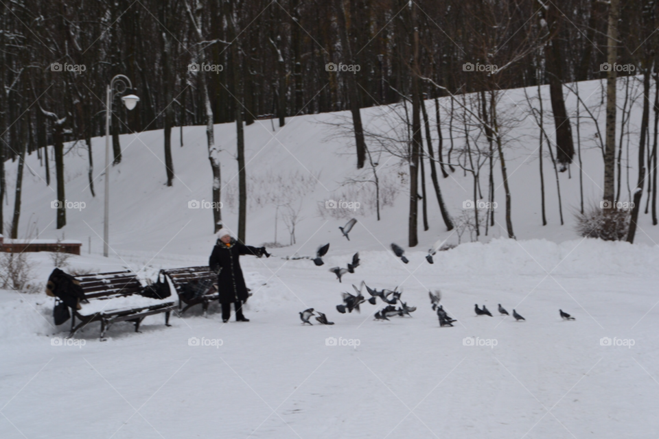 snow winter birds park by lanocheloca