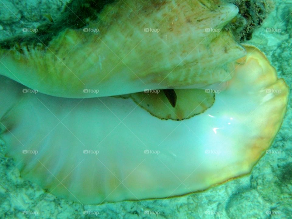 close up of seashell in the ocean