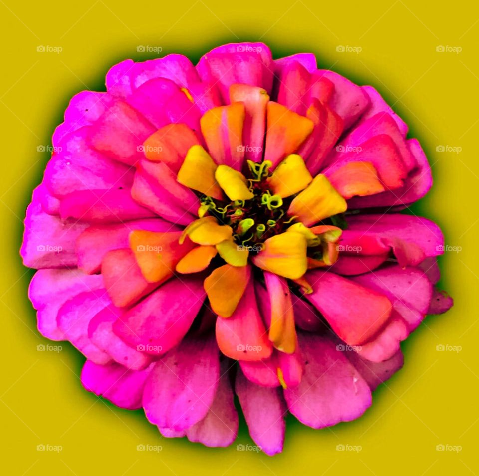 A bright pink dahlia flower with center petals of gold, orange and yellow againt a background of greenish yellow. 