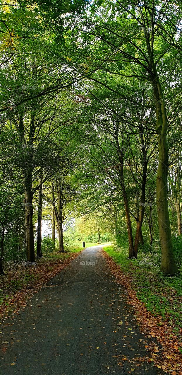 A road through the autumn park