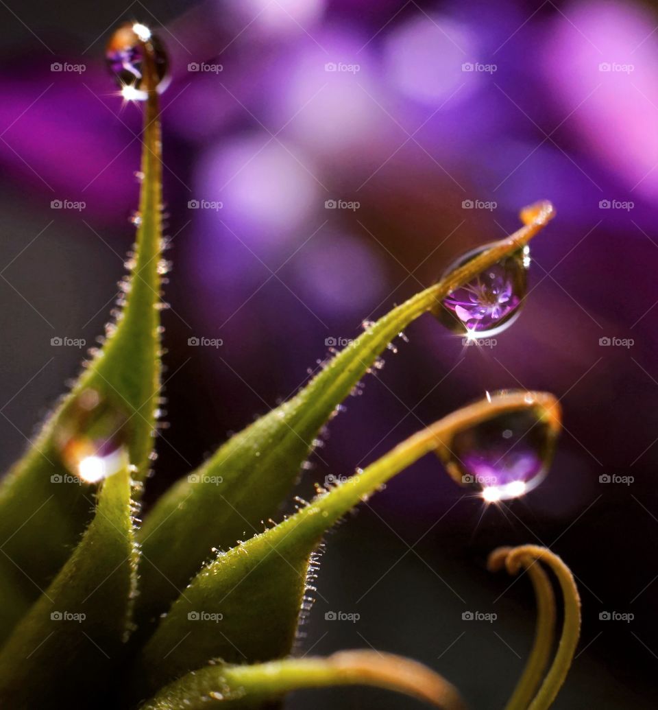 Macro plant drop bokeh background flower