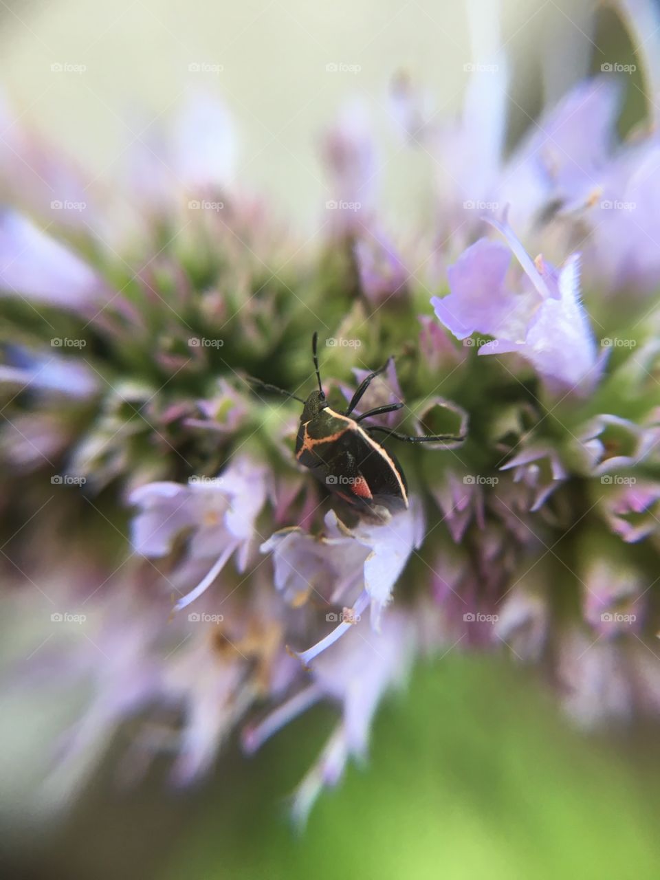 Tiny beetle on lavender