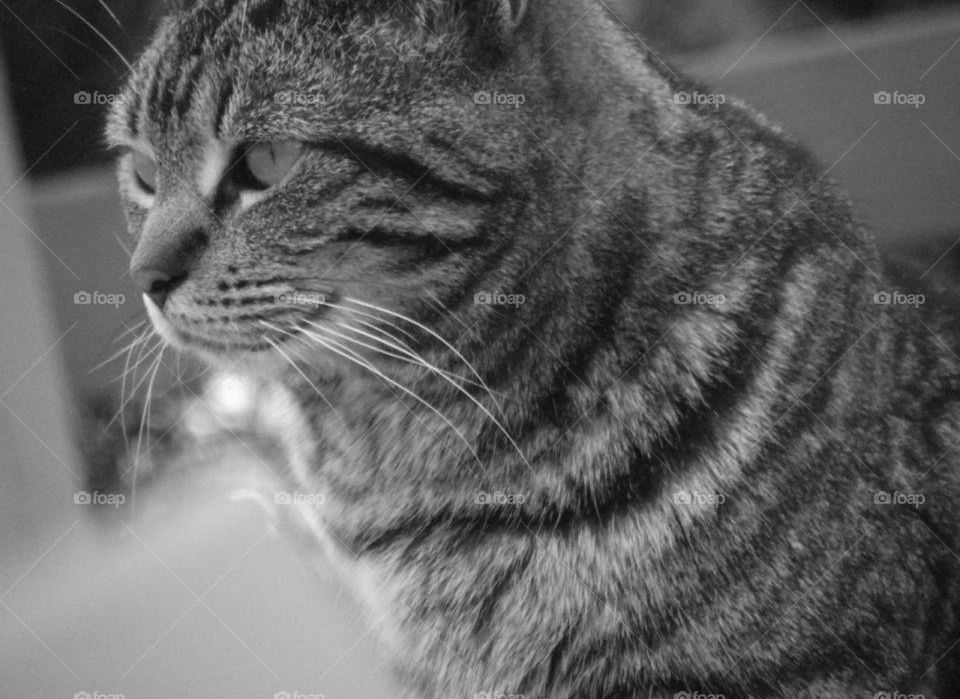 A cat staring out into the yard